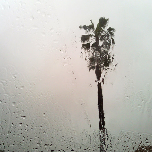Palmtree in the Rain