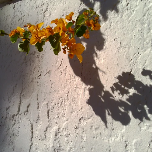 Bougainvillea in the Sun